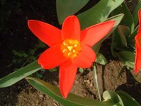 Tulpen2.jpg