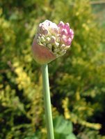 Allium2.jpg