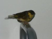 C:\Dokumente und Einstellungen\Doris\Eigene Dateien\Elvis 1.jpg