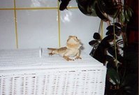C:\Dokumente und Einstellungen\Nadine\Eigene Dateien\Eigene Bilder\netz\pau.jpg