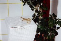 C:\Dokumente und Einstellungen\Nadine\Eigene Dateien\Eigene Bilder\netz\pau2.jpg