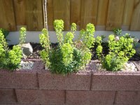 Garten 8.jpg