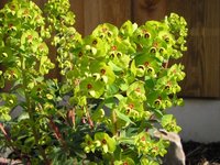 Garten 9.jpg
