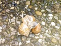 Schneckenliebe 1.jpg