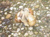 Schneckenliebe 2.jpg