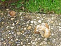 Schneckenliebe 3.jpg