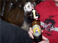 frettchen1.jpg