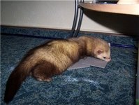frettchen4.jpg