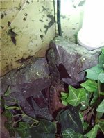 gecko.JPG