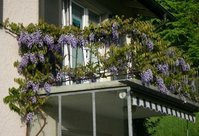 wisteria1.jpg