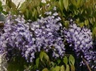wisteria2.jpg