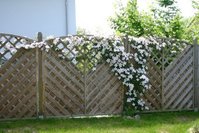 clematis_montana1.jpg