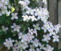 clematis_montana2.jpg