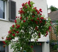 rosenbogen.jpg
