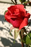 rose_erste.jpg