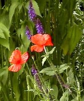 Web Foto 130.jpg