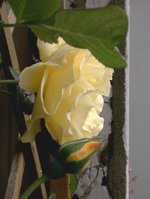 Rose_1.JPG