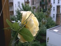 Rose_4.JPG