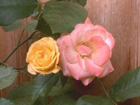 Rose_2.JPG