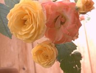 Rose_3.JPG