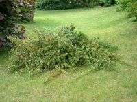 AD 2005 6 16. Dornenbüsche 005a.jpg