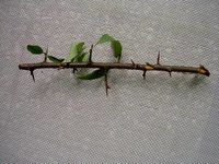 AD 2005 6 16. Dornenbüsche 012a.jpg