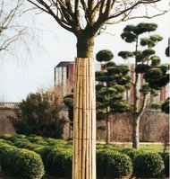 Bonsai.jpg