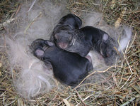 hasenbabies_2.jpg