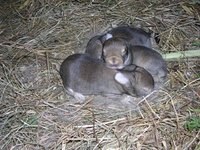 hasenbabies1wocheb.jpg