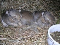 hasenbabies1woche.jpg