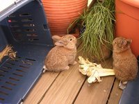 hasenbabies3wochen.jpg