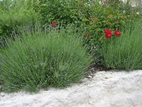 garten0608-lavendel.jpg