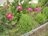 garten0608-pfingstrosen.jpg