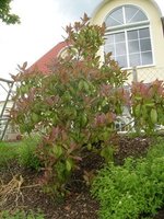 garten0608-roterstrauch.jpg
