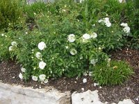 garten0608-weisserosen.jpg