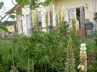 garten0608-lupinen.jpg