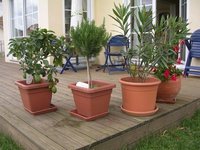 garten0608-mediterran.jpg