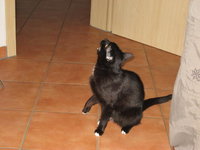 Micky 13.jpg