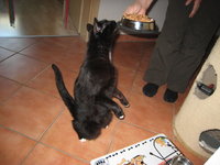 Micky 12.jpg