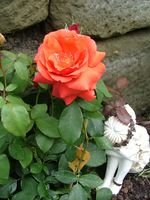 2008_0524Garten0013 [320x200].JPG