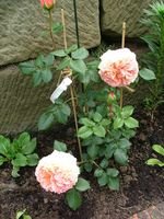 2008_0524Garten0014 [320x200].JPG