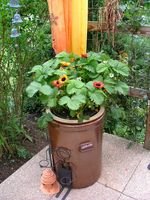 2008_0524Garten0025 [320x200].JPG