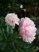 2008_0603Bild0022 [320x200].JPG