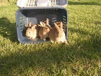 hasenbabies4wochen1.jpg