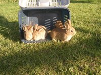 hasenbabies4wochen2.jpg