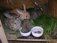 hasenfamilieessen2.jpg