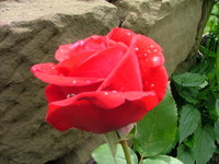 2008_0616Blumen0036.jpg