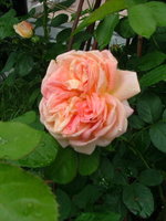 2008_0616Blumen0047.jpg