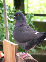 2008_0616Blumen0051.jpg
