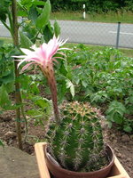 2008_0618Kakteen0008.jpg